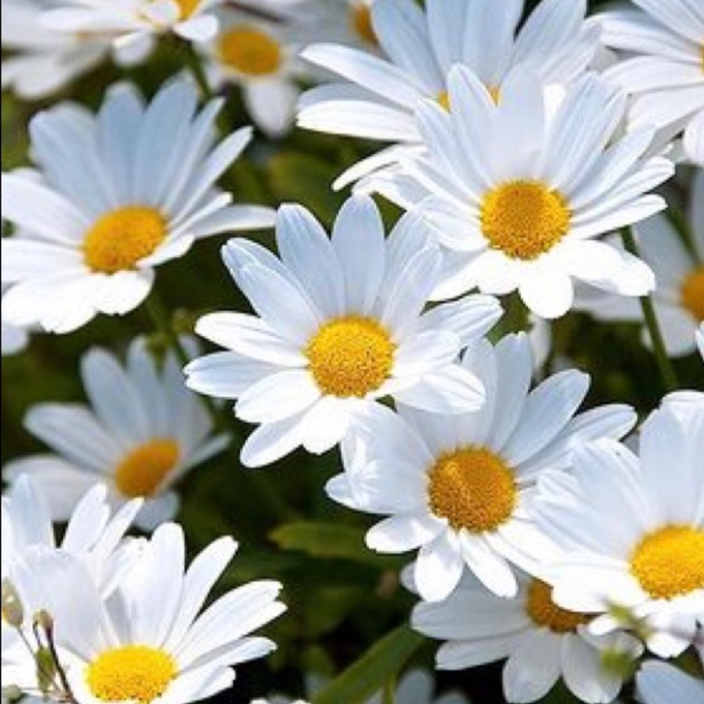 Meet your Posher, Chelsea